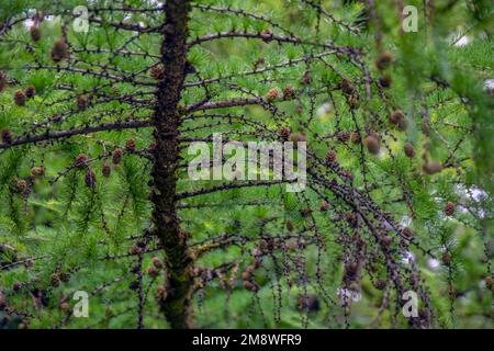 Japanische Lärche. Frische grüne Blätter japanischer Lärche, Larix kaempferi im Sommer. Lärchkonen auf einem Ast. Stockfoto