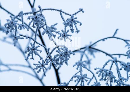 Makro Winter Brunch trockene Pflanzen Frost gefrorener Schnee im Freien Natur schöne Fichtenknospen Banner Landschaft blau kalt Eis Heiserfrost Baum Weihnachtssack Stockfoto