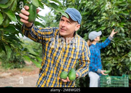 Positiver Gärtner, der Avocados von grünen Blattbäumen pflückt Stockfoto