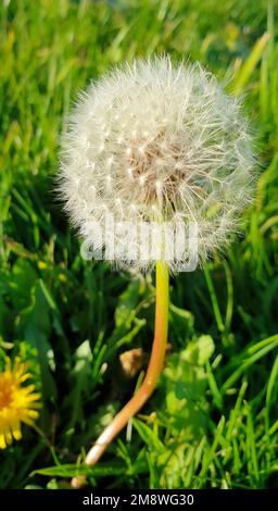 Löwenzahn (Taraxacum officinale) mit reifen Früchten auf einem Grasfeld Stockfoto