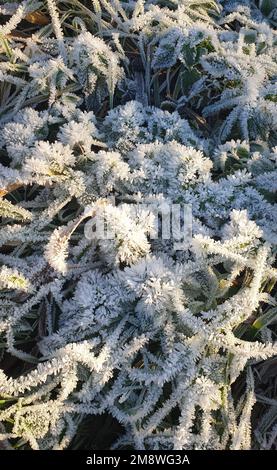 Gras ist mit Reisig in Form von kleinen Nadeln bedeckt Stockfoto