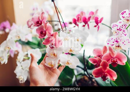 Frau mag Orchideenblumen auf Fensterbank. Ein Mädchen, das sich um die Pflanzen kümmert und sie in den Händen hält. Weiß, Lila, Pink, Blüten. Erfolgreiches Wachstum Stockfoto