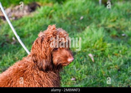 Junger Cockapoo Hund draußen für einen Spaziergang und Bewegung Stockfoto