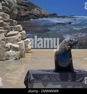 UShaka Marineworld in Durban, die größte Attraktion in Kwazulu im natürlichen Südafrika Stockfoto