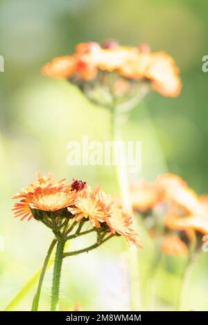 Blütenköpfe der wilden Blume „Fox and Cubs“ (Pilosella aurantiaca), auch bekannt als Orange Hawkweed oder Orange Hawk Bit, in Bright Sunshine Stockfoto