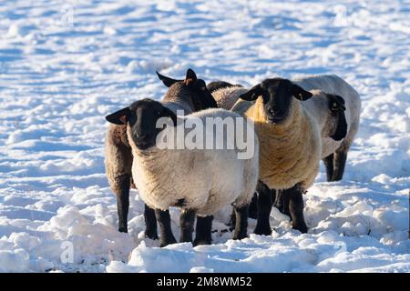 Eine kleine Herde Suffolk-Schafe steht zusammen auf einem Schneefeld in der Wintersonne Stockfoto