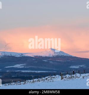 Rosafarbene Wolken über Bennachie in Aberdeenshire mit einer großen Schar Gänse, die über dem schneebedeckten Gipfel des Mither Tap fliegen Stockfoto