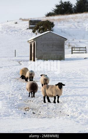Suffolk Sheep (& One Blue Texel) auf der Suche nach Food in a Snowy Paddock vor einem Field Shelter in Winter Sunshine Stockfoto