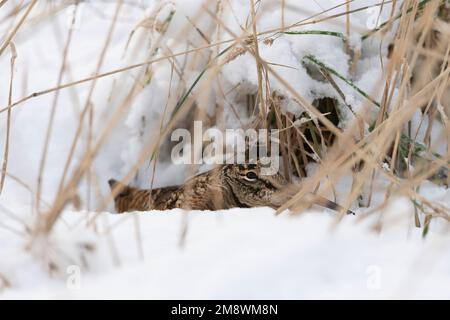 Ein Woodcock oder Longbill (Scolopax rusticola), der sich bei Tageslicht in einem Hollow in Snow and Grass versteckt Stockfoto