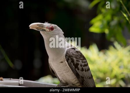 Der Kanalschmuck hat ein rotes Auge und einen riesigen blassen Schnabel. Ein meist hellgrauer Vogel mit dunkleren Flügeln und Schwanz. Er fliegt früh morgens herum Stockfoto