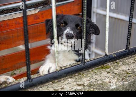 Sonja, der Hund der Nachbarin, kümmert sich strikt um das, was ich tue und beobachtet mich durch den Zaun. Er wird immer mit einem leckeren Häppchen belohnt. Stockfoto