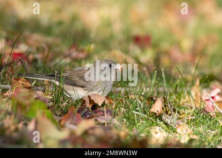 Junco hyemalis, ein dunkeläugiger junco, steht im Gras inmitten von gefallenen Blättern und sucht nach Samen in St. Albert, Alberta, Kanada. Stockfoto