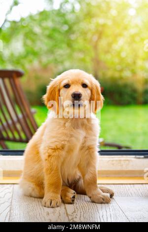 Süßer junger hovawart-Welpe. Wunderschöner Golden Retriever Welpe. Süßer Welpe an sonnigen Tagen Stockfoto