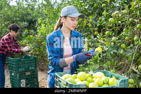 Landwirtinnen, die Zitronenbäume mit Zitronen halten und während der Erntezeit Früchte pflücken Stockfoto