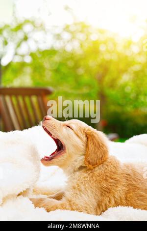 Süßer junger hovawart-Welpe. Wunderschöner Golden Retriever Welpe. Süßer Welpe an sonnigen Tagen Stockfoto