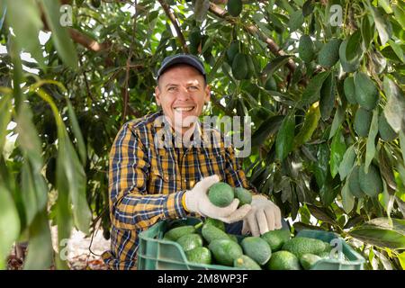 Positiver Gärtner, der Avocados von grünen Blattbäumen pflückt Stockfoto