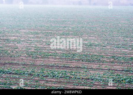 Ackerfeld umhüllt von eiskaltem Nebel an einem Wintermorgen Stockfoto