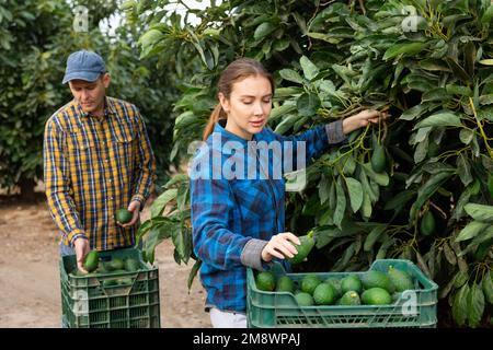 Fokussierte europäische Männer und Frauen, die reife organische Avocados in Kunststoffbehältern in Obstgärten oder auf dem Bauernhof pflücken, am Herbsttag Stockfoto