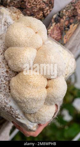 Nahaufnahme eines gezüchteten Mediums mit Löwenmane-Pilzen Stockfoto