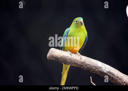 Der orangefarbene Papagei hat einen hellgrünen Körper mit orangefarbenem Unterteil und einer blauen Linie über dem Kopf Stockfoto