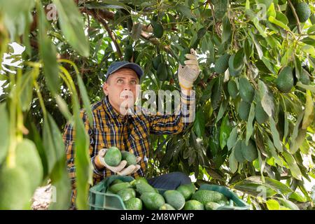 Positiver Gärtner, der Avocados von grünen Blattbäumen pflückt Stockfoto