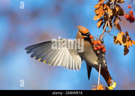 Ein böhmischer Wachsschwanz, Bombycilla garrulus, der an einem Ast der Bergreste hängt, während er sich von Beeren ernährt, in einem Wald in Zentral-Alberta, Kanada. Stockfoto