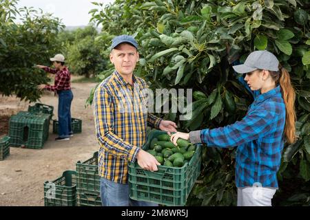 Fokussierte europäische Männer und Frauen, die reife organische Avocados in Kunststoffbehältern in Obstgärten oder auf dem Bauernhof pflücken, am Herbsttag Stockfoto