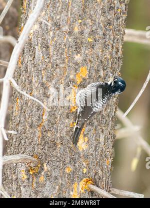 Picoides dorsalis, ein amerikanischer Dreizehenspecht, der sich in einem alten Wald in Zentral-Alberta, Kanada, am Stamm eines Baumes festhält. Stockfoto