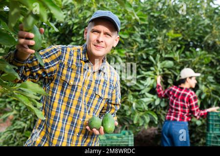 Positiver Gärtner, der Avocados von grünen Blattbäumen pflückt Stockfoto