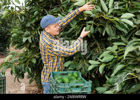 Positiver Gärtner, der Avocados von grünen Blattbäumen pflückt Stockfoto