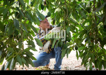 Positiver Gärtner, der Avocados von grünen Blattbäumen pflückt Stockfoto