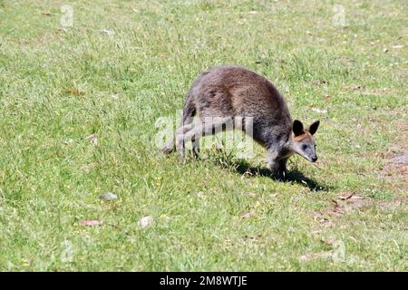 Das Sumpfkännchen ist ein mittelgroßes Känguru mit einem grauen und braunen Körper und einem langen Schwanz Stockfoto