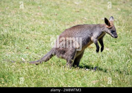 Das Sumpfkännchen ist ein mittelgroßes Känguru mit einem grauen und braunen Körper und einem langen Schwanz Stockfoto