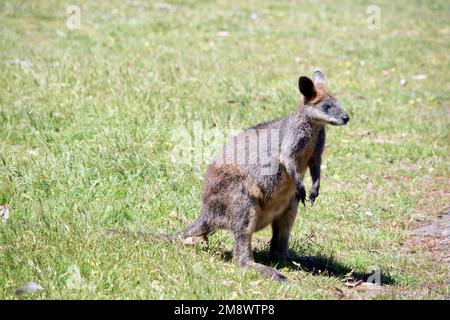 Das Sumpfkännchen ist ein mittelgroßes Känguru mit einem grauen und braunen Körper und einem langen Schwanz Stockfoto