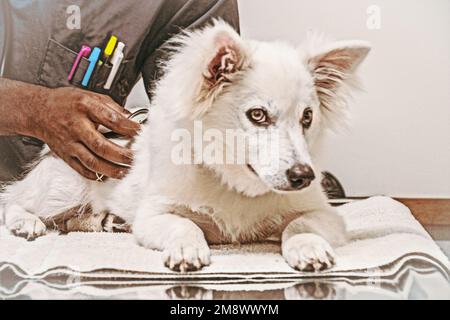 Im Veterinäramt liegt der amerikanische Eskimo Spitz Welpe auf einem Handtuch, der vom afroamerikanischen Tierarzt mit Stethoskop untersucht wird Stockfoto