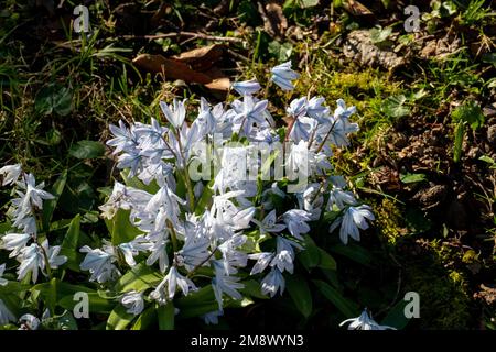 Weiß Mischtschenko Blaustern Blüten (Scilla mischtschenkoana) auf einer Wiese Stockfoto