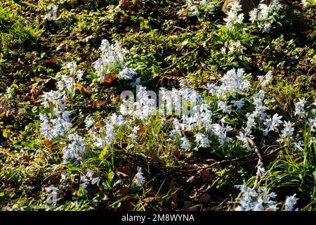 Weiß Mischtschenko Blaustern Blüten (Scilla mischtschenkoana) auf einer Wiese Stockfoto