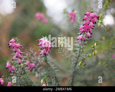 Nahaufnahme von leuchtend rosa Erica Carnea (Winter Heath) Blumen vor einem verschwommenen Hintergrund Stockfoto