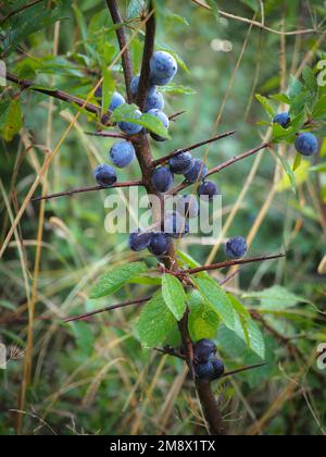 Schlehen und Stacheln auf einem Schwarzdorn (Prunus spinosa)-Ast im Herbst Stockfoto