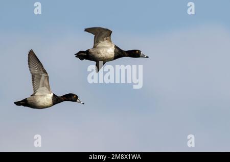 Aythya collaris, Drakes Flying, Brazos Bend State Park, Needville, Texas, USA. Stockfoto