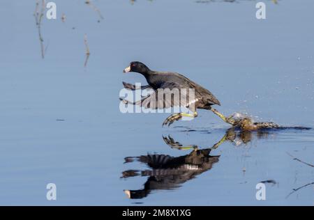 American Coot (Fulica americana), der vom Wasser aus im Brazos Bend State Park, Texas, USA, geflogen ist. Stockfoto