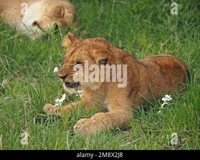 Süßes kleines Löwenjunges (Panthera leo), das im üppigen grünen Grasland von Masai Mara Conservancy, Kenia, Afrika, knurrt Stockfoto