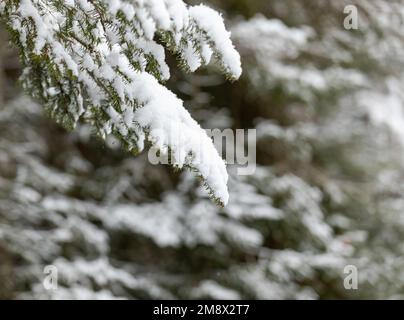 Schneebedeckte Zweige mit negativem Raum Stockfoto