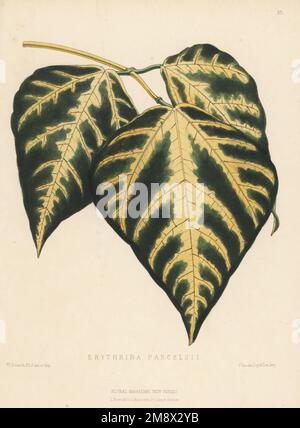 Blattwerk der Tigerkralle oder des indischen Korallenbaums, Erythrina variegata. Wie Erythrina parcelsii, importiert von den Südseeinseln von William Bull, King's Road, Chelsea. Handfarbige botanische Illustration gezeichnet und lithographiert von Worthington George Smith aus Henry Honywood Dombrain's Floral Magazine, New Series, Band 2, L. Reeve, London, 1873. Lithographie gedruckt von Vincent Brooks, Day & Son. Stockfoto