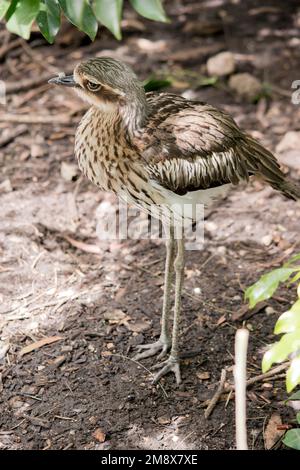 Der Buschsteincurlew hat einen grauen bis hellbraunen Rücken, gekennzeichnet mit schwarzen Flecken, polierten und weißen Unterteilen mit dunklen Streifen und einem schwarzen Band das ru Stockfoto