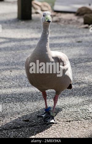Der karge Gosling am Cape ist ein grauer Wasservogel, der auf einem Fußweg wandert Stockfoto