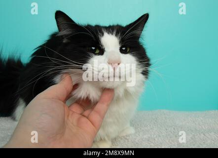 Süße schwarz-weiße flauschige Katze mit gelber Streichelei Stockfoto