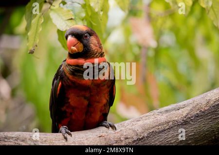 Die Dusky Lory hat zwei Farbphasen. Die orangefarbene und die gelbe Variante haben beide eine goldbraune Krone, einen orangefarbenen Kragen und einen weißen Rumpf. Stockfoto