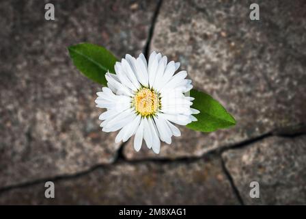 Weiße Blume, die in zerbrochenem Stein wächst, Symbol für die Widerstandsfähigkeit des Lebens Stockfoto