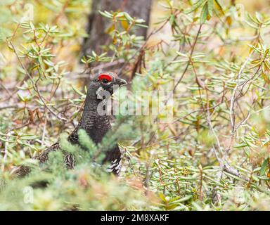 Die rote Augenbraue eines Spruce Grouse enthüllt seine Präsenz im Norden von Saskatchewan Stockfoto